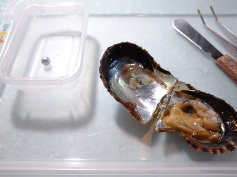 しながわ水族館の体験ブースで貝から取り出した真珠の画像。実際に取り出した真珠と元の貝が写っている